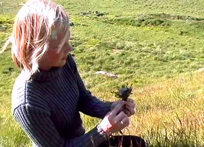 37.jpg (31092 bytes)