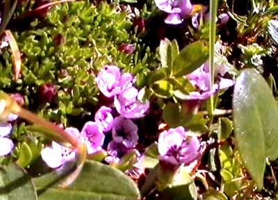 52.jpg (33865 bytes)