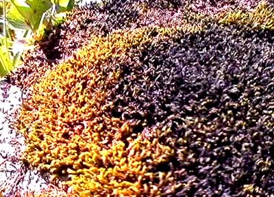 53.jpg (56237 bytes)