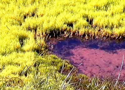 54.jpg (37929 bytes)