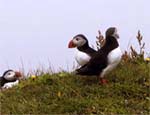 Lundi - Puffins at Dyrh�laey 2002